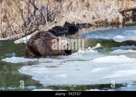 A Beaver on a icy pond eating popular branch Stock Photo