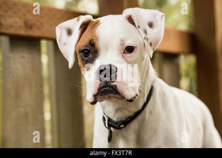 Nikita, a Boxer puppy,standing in a backyard playground playset in Issaquah, Washington, USA Stock Photo
