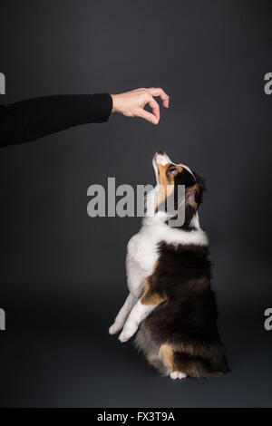 Miniature (or Toy) Australian Shepherd puppy being trained to jump up in Issaquah, Washington, USA Stock Photo