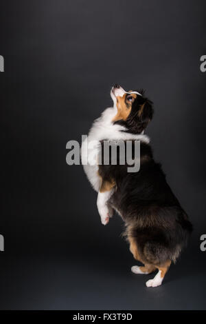 Miniature (or Toy) Australian Shepherd puppy looking up in Issaquah, Washington, USA Stock Photo