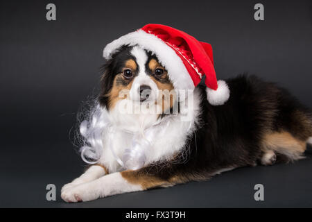 Miniature (or Toy) Australian Shepherd puppy reclining wearing his Santa hat in Issaquah, Washington, USA Stock Photo