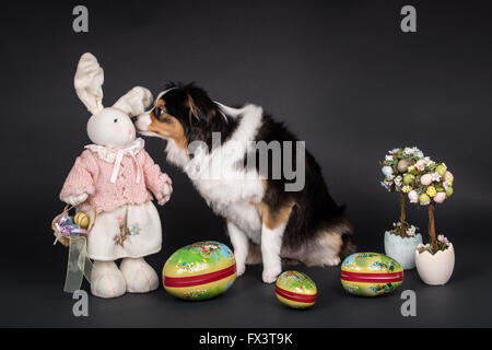 Miniature (or Toy) Australian Shepherd puppy curiously checking out a stuffed Easter bunny in Issaquah, Washington, USA Stock Photo