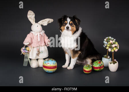 Miniature (or Toy) Australian Shepherd puppy posing amidst Easter decorations in Issaquah, Washington, USA Stock Photo