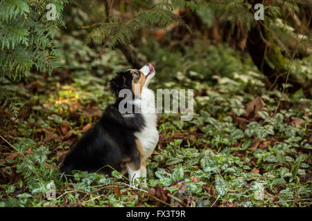 Miniature (or Toy) Australian Shepherd puppy, Indy, looking upward attentively at a bird in a tree in Issaquah, Washington, USA Stock Photo