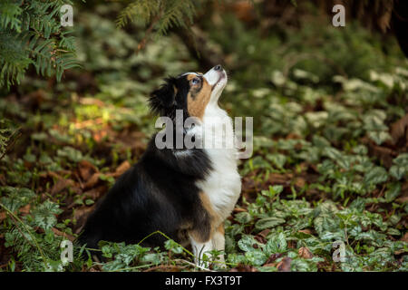 Miniature (or Toy) Australian Shepherd puppy looking upward attentively in Issaquah, Washington, USA Stock Photo