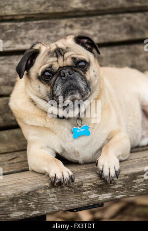 Fawn-colored Pug, Buddy, resting on a wooden park bench in Marymoor Park in Redmond, Washington, USA