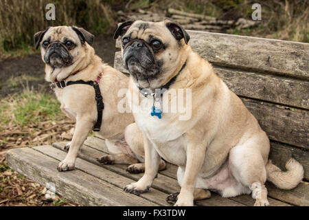 Fawn-colored Pugs, Buddy and Bella Boo, sitting on a wooden park bench in Marymoor Park in Redmond, Washington, USA Stock Photo