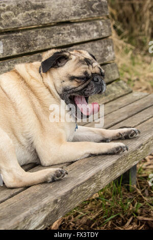 Fawn-colored Pug, Buddy, resting on a wooden park bench in Marymoor Park in Redmond, Washington, USA Stock Photo