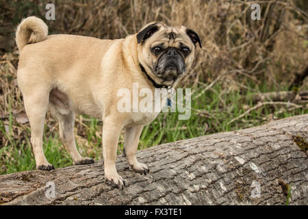 Fawn-colored Pug, Buddy, standing on a fallen tree in Marymoor Park in Redmond, Washington, USA Stock Photo