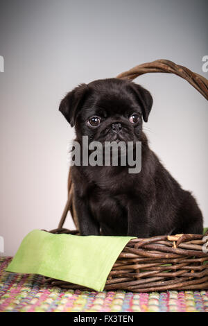 Fitzgerald, a 10 week old black Pug puppy sitting in a basket in Issaquah, Washington, USA Stock Photo