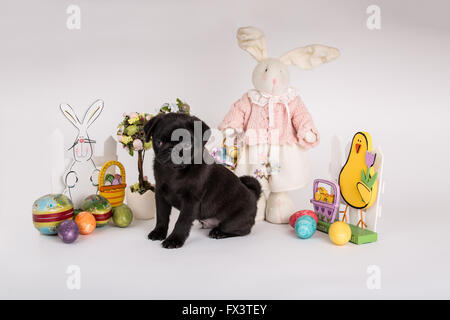 Fitzgerald, a 10 week old black Pug puppy surrounded by Easter decorations in Issaquah, Washington, USA Stock Photo