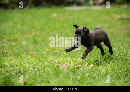 Fitzgerald, a 10 week old black Pug puppy playfully running and jumping into the air in the backyard lawn Stock Photo