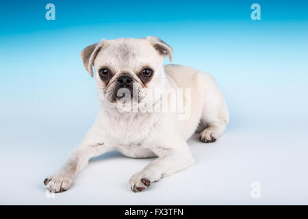 Max, a white Pug puppy, reclining in Issaquah, Washington, USA Stock Photo