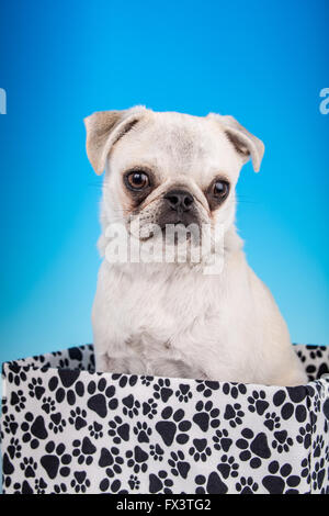 Max, a white Pug puppy, sitting in a paw-printed box in Issaquah, Washington, USA Stock Photo