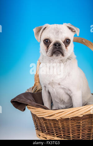 Max, a white Pug puppy, sitting in a large basket in Issaquah, Washington, USA Stock Photo