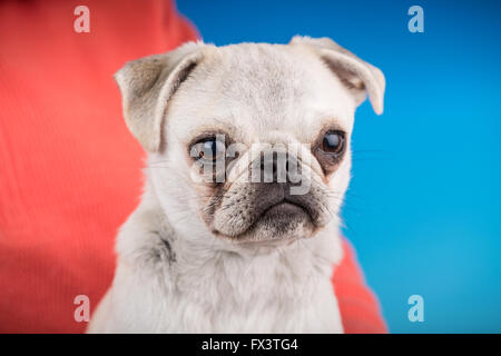 Max, a white Pug puppy, sitting on the lap of his owner in Issaquah, Washington, USA Stock Photo