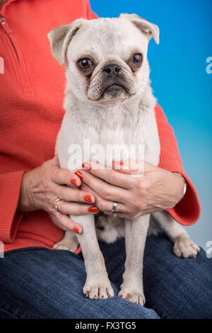 Max, a white Pug puppy, sitting on the lap of his owner in Issaquah, Washington, USA Stock Photo