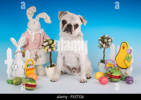 Max, a white Pug puppy, surrounded by Easter decorations in Issaquah, Washington, USA Stock Photo