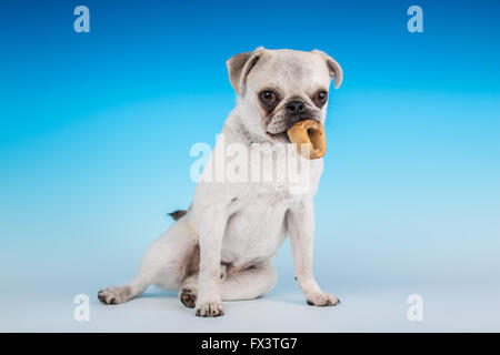 Max, a white Pug puppy, chewing on a bone in Issaquah, Washington, USA Stock Photo