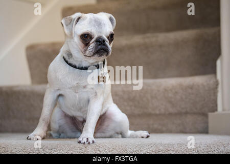 Max, a white Pug puppy sitting on carpeted stairs, in Issaquah, Washington, USA Stock Photo