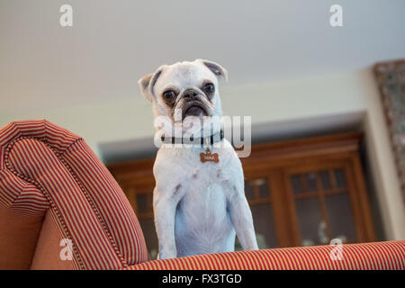 Max, a white Pug puppy, standing in an upholstered chair, looking down, in Issaquah, Washington, USA Stock Photo