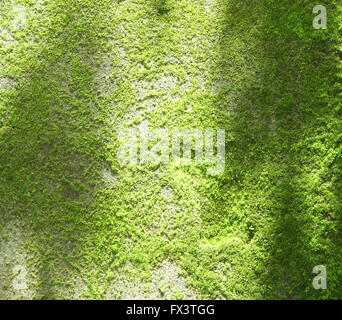 Natural Green Moss on wall texture background. Stock Photo