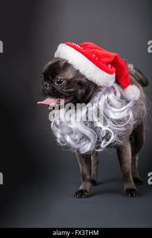 Olive, the Pug, wearing a Santa hat and beard in Issaquah, Washington, USA Stock Photo