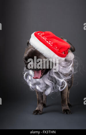 Olive, the Pug, yawning and wearing a Santa hat and beard in Issaquah, Washington, USA Stock Photo