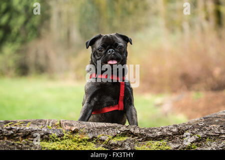 Olive, the Pug, with front paws resting on a fallen tree in Issaquah, Washington, USA Stock Photo