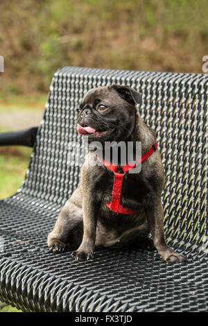 Olive, the Pug, sitting on a metal park bench in Issaquah, Washington, USA Stock Photo