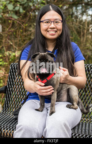 Olive, the Pug, sitting on his owner's lap on a park bench in Issaquah, Washington, USA Stock Photo