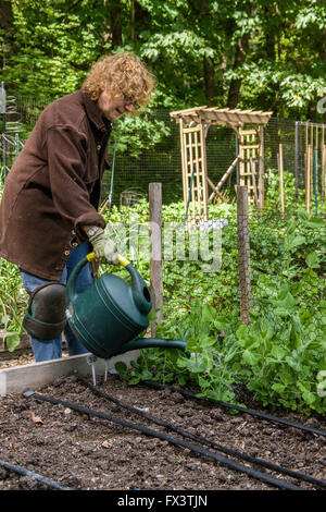 Woman in her mid-sixties hand-watering her snow pea seedlings in a raised bed garden in Issaquah, Washington, USA. Stock Photo