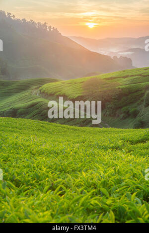 Tea plantation in Cameron highlands, Malaysia Stock Photo
