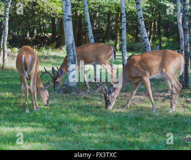 Two Whitetail Bucks and One Doe Grazing on Grass Stock Photo