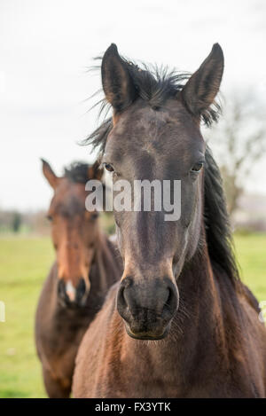 Horses on pasture, Grosseto province, Maremma, Tuscany, Italy, Europe Stock Photo