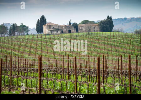Vineyard in spring, Maremma, province of Grosseto, Tuscany, Italy, Europe Stock Photo