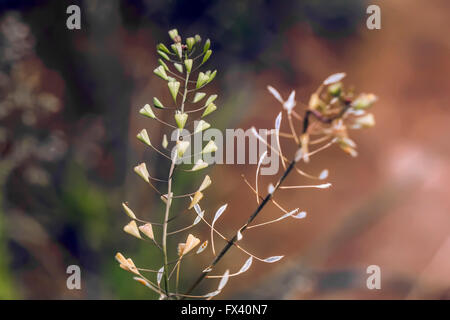 Nice plant capsella bursa-pastoris at multicolour background Stock Photo