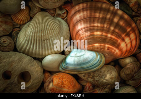 Various shells, scallops and sea pebbles Stock Photo