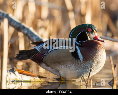 Drake Wood Duck in the spring in Minnesota Stock Photo