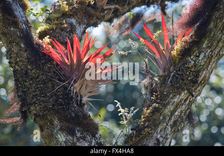 Bromeliads (Bromelia sp.) in tree, Los Quetzales National Park, San José Province, Costa Rica Stock Photo