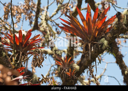 Bromeliads (Bromelia sp.) in tree, Los Quetzales National Park, San José Province, Costa Rica Stock Photo