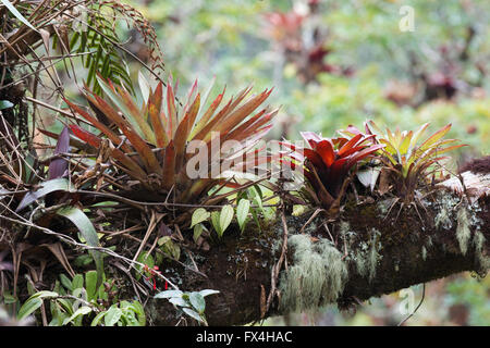 Bromeliads (Bromelia sp.) in tree, Los Quetzales National Park, San José Province, Costa Rica Stock Photo