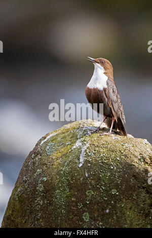 White-throated Dipper (Cinclus cinclus) sitting on stone singing, Harz National Park, Saxony-Anhalt, Germany Stock Photo