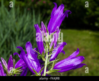 Flowers in the garden of Emil Nolde in Seebuell Stock Photo