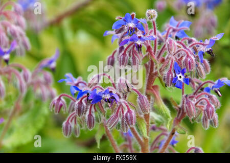 Borretsch blüht blau im Sommer - borage is blooming in blue, traditional spice Stock Photo