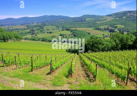 Chianti Weinberg - Chianti vineyard 02 Stock Photo
