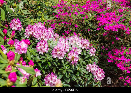 Rhododendron und Azaleen im Frühling - Rhododendron and azalea plants in spring Stock Photo