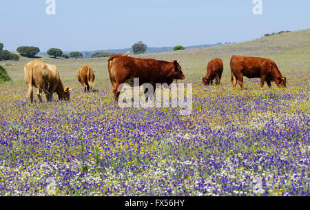 Rind - cow 56 Stock Photo