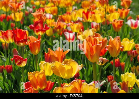 Tulpenbeet in gelb und rot - bed of tulips in red and yellow in springtime Stock Photo