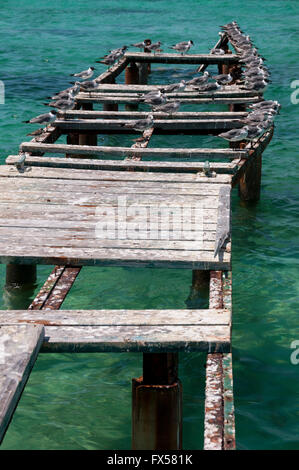 Seagulls sitting on ruins of old wooden pier Stock Photo